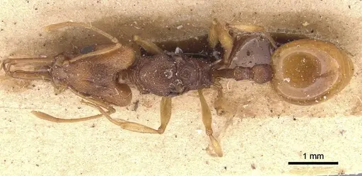 Orectognathus antennatus - CASENT0911209