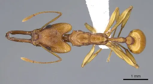 Orectognathus antennatus - CASENT0914669