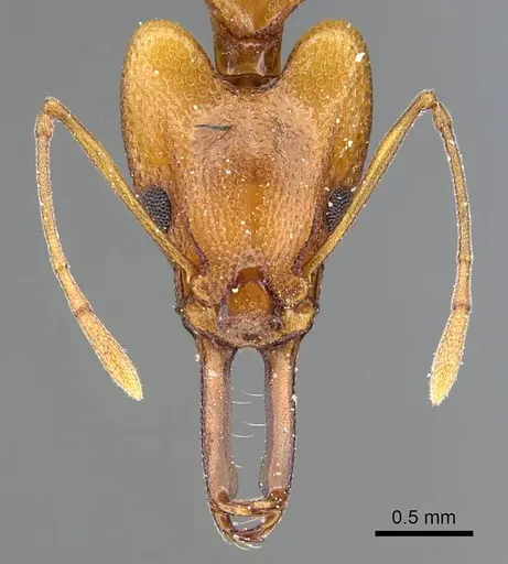 Orectognathus antennatus - CASENT0914669