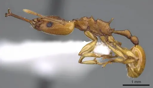 Orectognathus antennatus - CASENT0914669