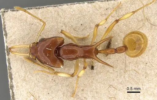 Orectognathus biroi specimen