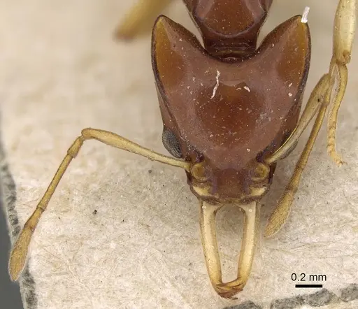 Orectognathus biroi specimen