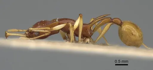 Orectognathus biroi specimen