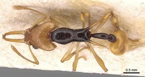 Orectognathus chyzeri specimen