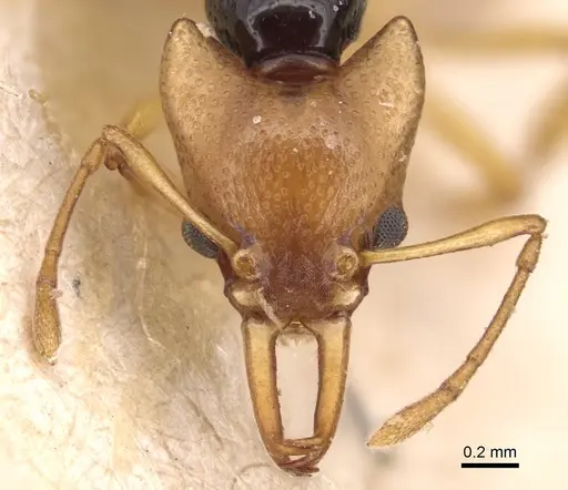 Orectognathus chyzeri specimen