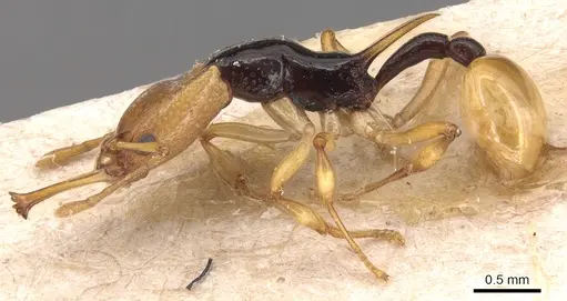 Orectognathus chyzeri specimen