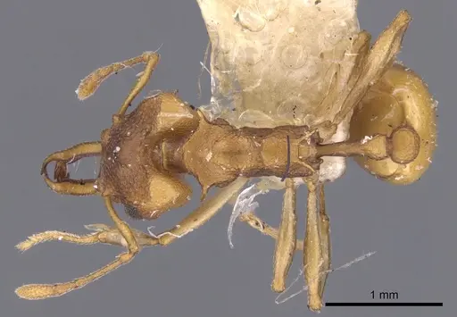 Orectognathus clarki specimen