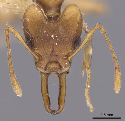 Orectognathus clarki specimen