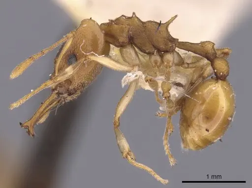 Orectognathus clarki specimen