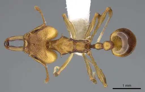 Orectognathus clarki - CASENT0914670