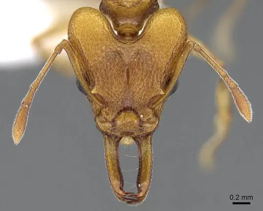 Orectognathus clarki - CASENT0914670