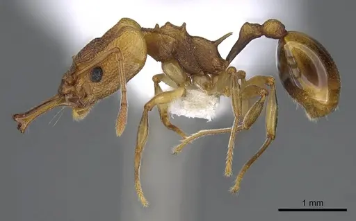 Orectognathus clarki - CASENT0914670