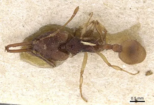 Orectognathus csikii specimen