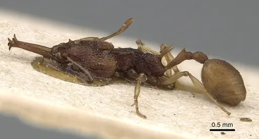 Orectognathus csikii specimen