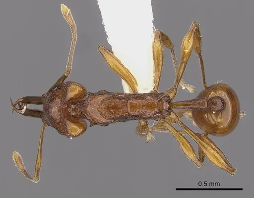 Orectognathus darlingtoni specimen