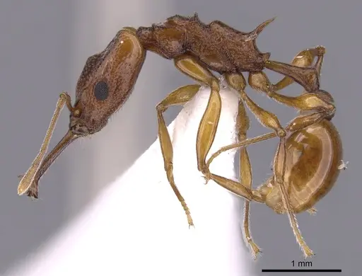 Orectognathus darlingtoni specimen