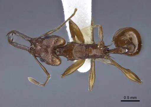 Orectognathus darlingtoni - CASENT0916659