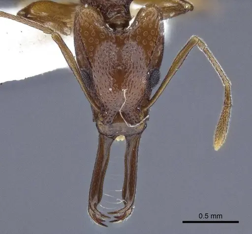 Orectognathus darlingtoni - CASENT0916659