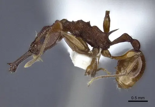 Orectognathus darlingtoni - CASENT0916659