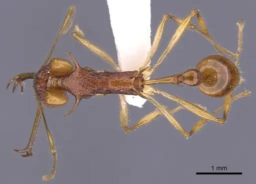 Orectognathus echinus specimen