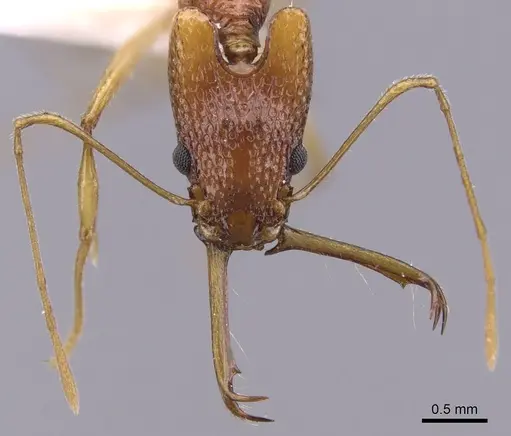 Orectognathus echinus specimen