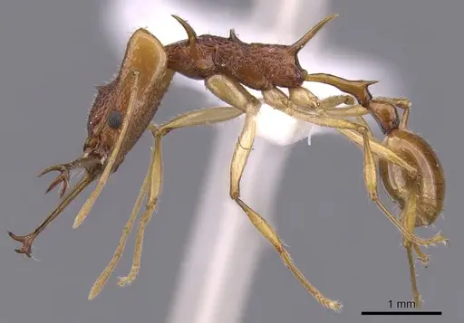 Orectognathus echinus specimen