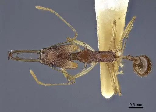 Orectognathus echinus - CASENT0916660