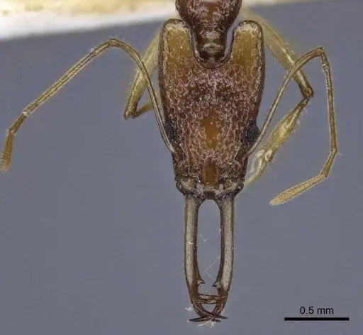 Orectognathus echinus - CASENT0916660