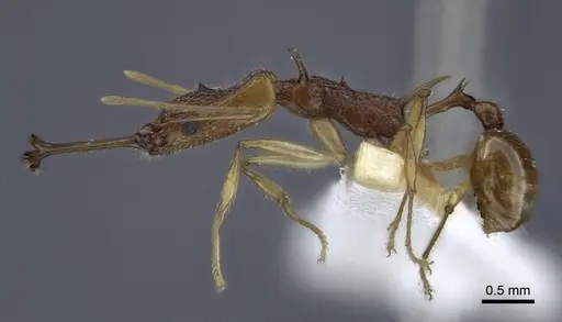 Orectognathus echinus - CASENT0916660