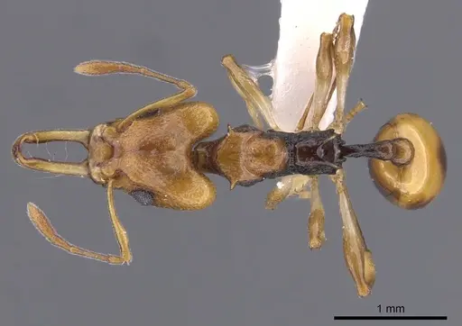 Orectognathus elegantulus specimen