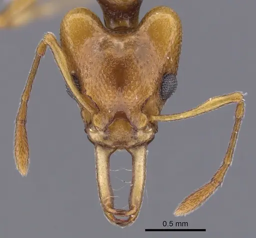 Orectognathus elegantulus specimen