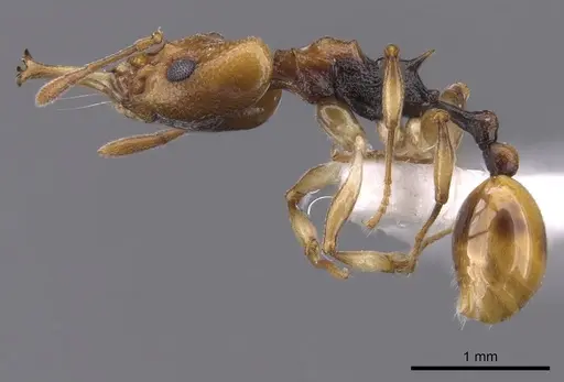 Orectognathus elegantulus specimen