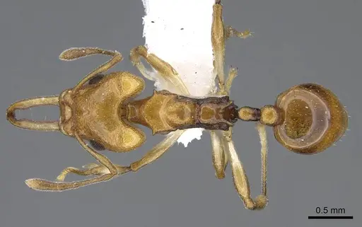 Orectognathus elegantulus - CASENT0914671