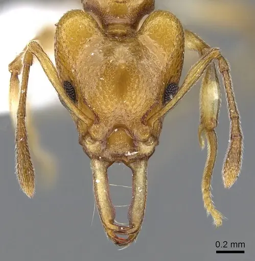 Orectognathus elegantulus - CASENT0914671