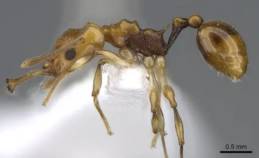 Orectognathus elegantulus - CASENT0914671