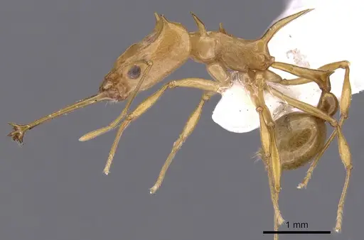 Orectognathus hystrix specimen