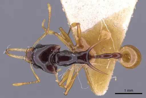 Orectognathus longispinosus specimen