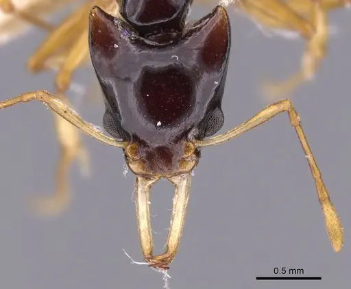 Orectognathus longispinosus specimen