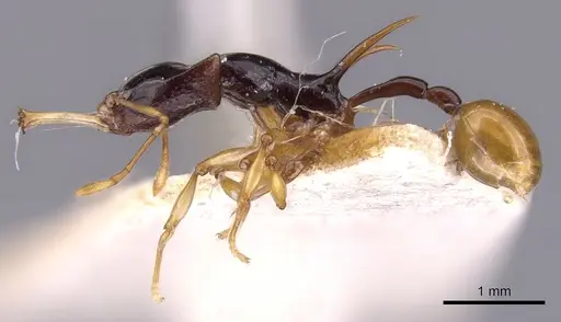 Orectognathus longispinosus specimen