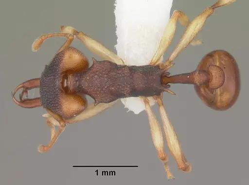 Orectognathus mjobergi specimen