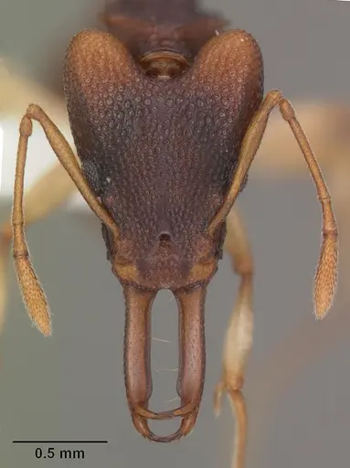 Orectognathus mjobergi specimen