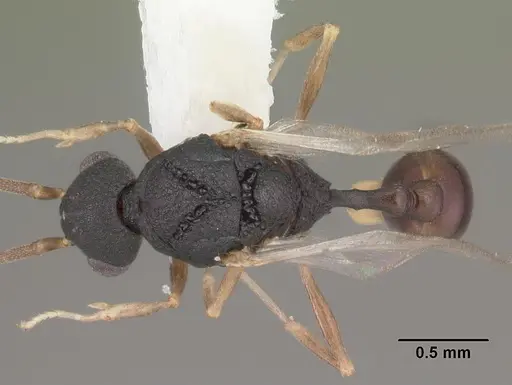 Orectognathus mjobergi - CASENT0010934