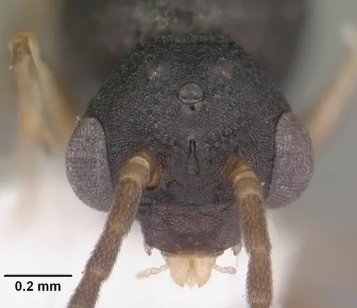 Orectognathus mjobergi - CASENT0010934