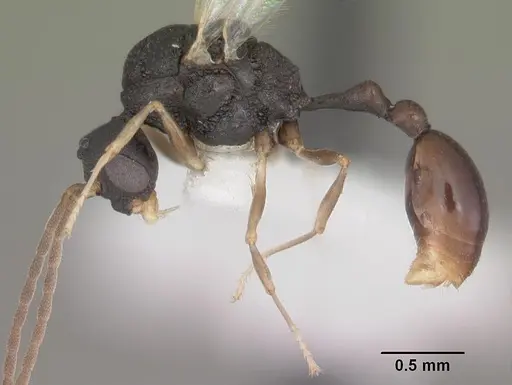 Orectognathus mjobergi - CASENT0010934