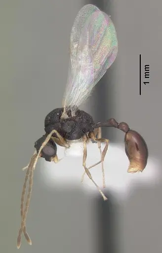 Orectognathus mjobergi - CASENT0010934