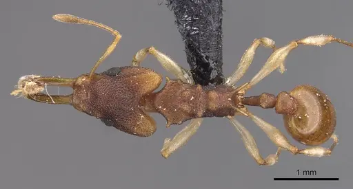 Orectognathus mjobergi - CASENT0909301