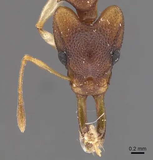 Orectognathus mjobergi - CASENT0909301