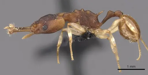 Orectognathus mjobergi - CASENT0909301