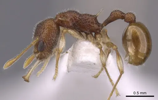 Orectognathus nanus specimen