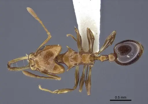 Orectognathus nigriventris specimen